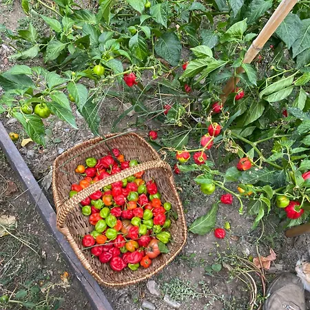 Casa Rosa Bed and Breakfast Gavignano