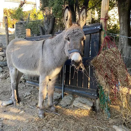 לינה וארוחת בוקר Casa Rosa