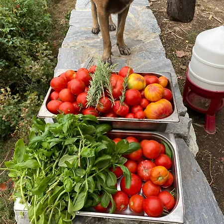 Bed and Breakfast Casa Rosa Gavignano