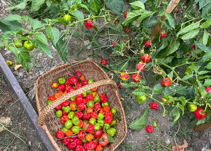 Casa Rosa Couette-café Gavignano